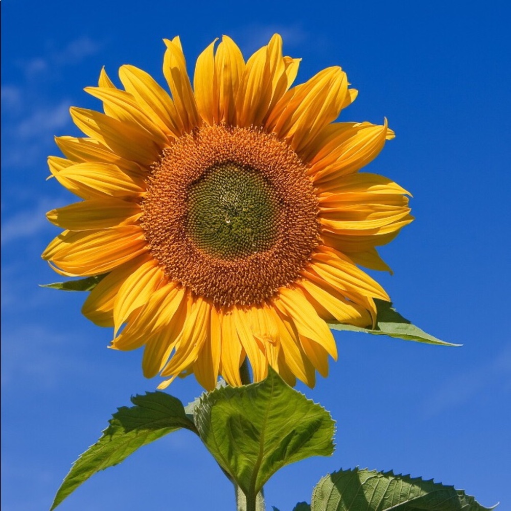 Meet your Posher, Carmen